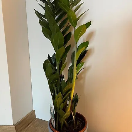 Apartment Blago Zlatibora *