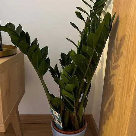 Blago Zlatibora Daire *