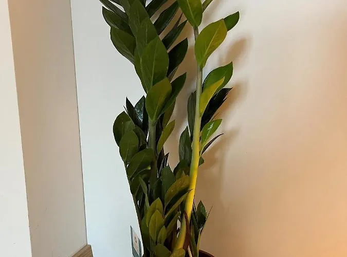 公寓 Blago Zlatibora *