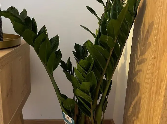 Blago Zlatibora 公寓 *